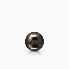 12.1 - 12.3 MM - ROUND TAHITIAN SOUTH SEA PEARL LADIES STUD EARRINGS IN 14K YELLOW GOLD